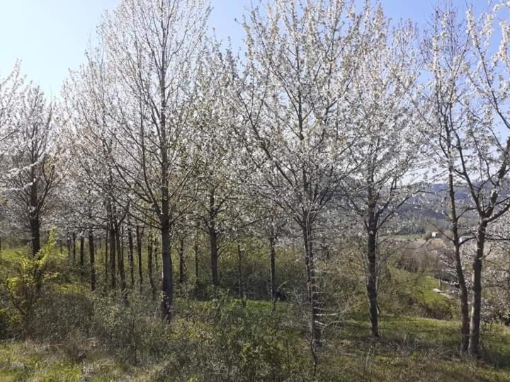 오짜노 델 에밀리아 Ai Boschi 아파트 외부 사진